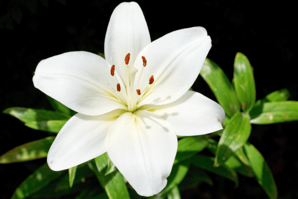 Lilium candidum.png